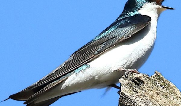 tree swallow