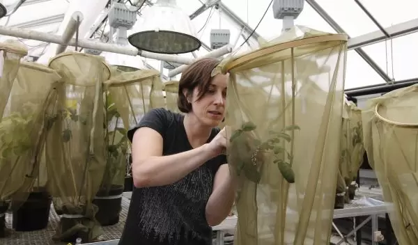 Kasey Fowler-Finn, Saint Louis University