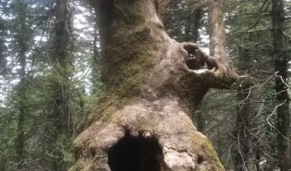 As trees grow, it seems logical to assume their ability to reproduce would also grow. Perhaps not.