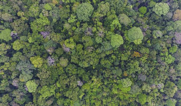 forest at Barro Colorado Island, Panama