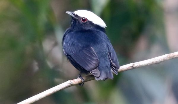 White-crowned manakin populations accumulated differences in their songs andâ¯plumage patterns.
