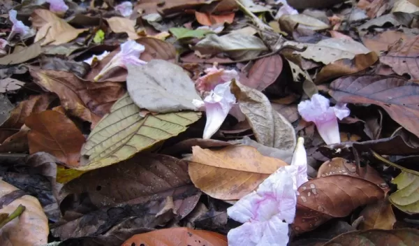 Tabebuia flowers and leaf litter