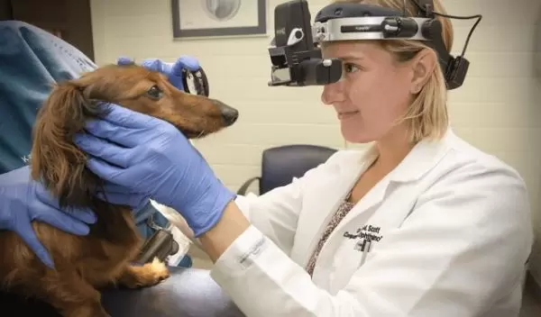 Dr. Erin Scott and her colleagues produced a therapeutic derived from turmeric