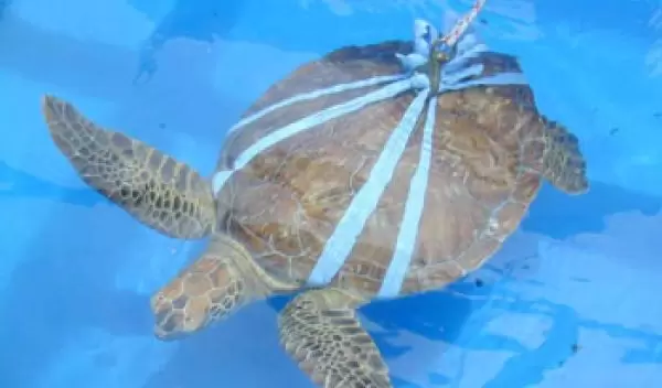 turtle in a cloth harness