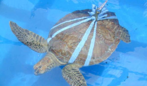 turtle in a cloth harness