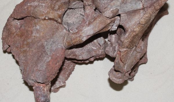 Left side of the skull of a dicynodont from Tanzania. A large tusk is visible at the lower left.