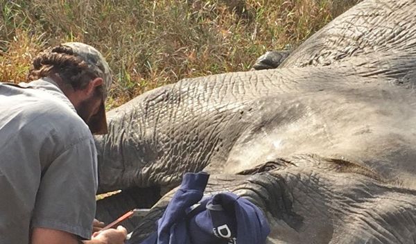 Scientists have pinpointed the genes that lead to tuskless African elephants.