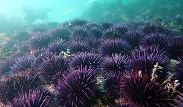 purple sea urchins