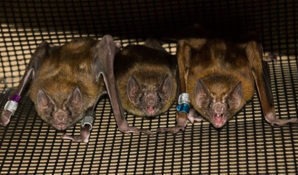 For female vampire bats, there's an equal chance to rule the roost, scientists are finding.