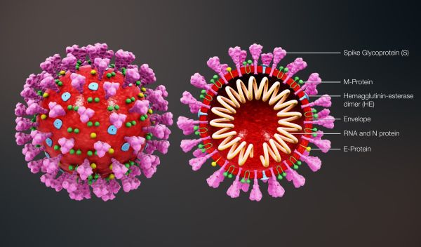 scheme of a coronavirus