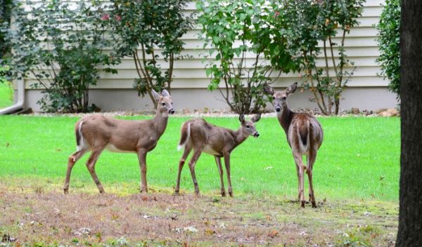 White-tailed deer are among the high-risk species flagged by the researchers.