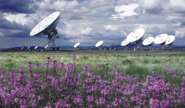 Series of telescopes aimed at sky, purple flowers in foreground.