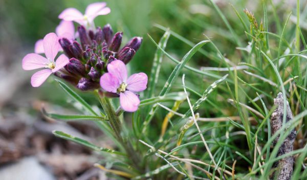 Erysimum baeticum, a wallflower from the Sierra Nevada mountains