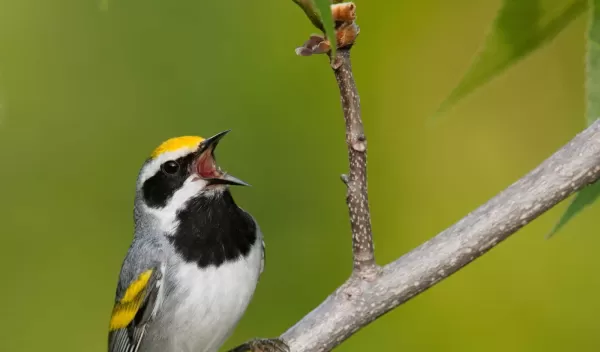 golden-winged warbler