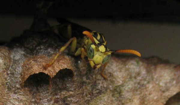 Wasp