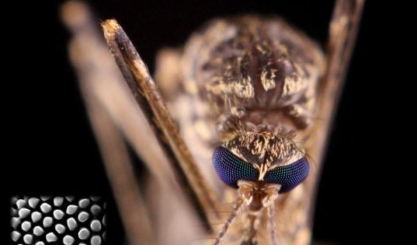 eye of a mosquito