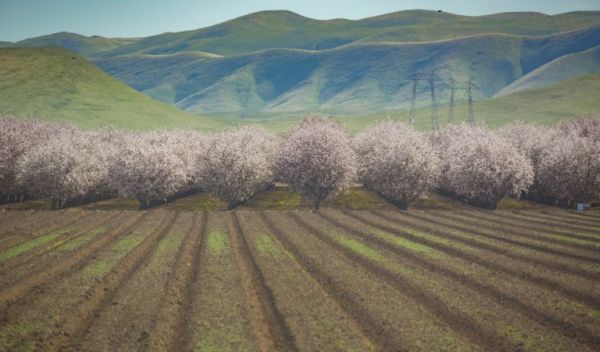 almond groves