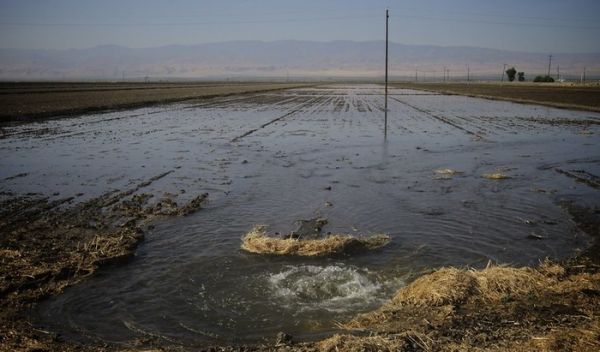 A field in the California Central Valley being fed via flood irrigation.