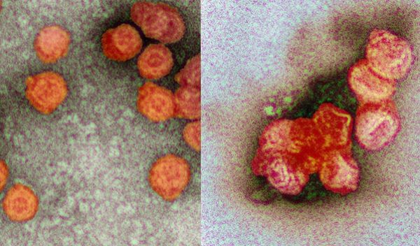 coagulation causes enveloped viruses to aggregate and form clumps
