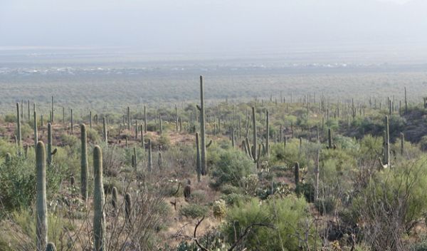 The saguaro cactus of the Sonoran Desert in the Southwest United States