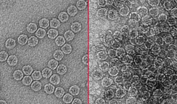 Transmission electron micrographs of a nonenveloped virus, MS2 bacteriophage, before electrocoagulation (L) and after (R).