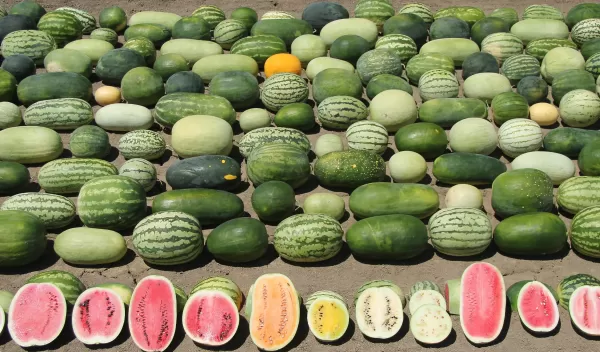 watermelons