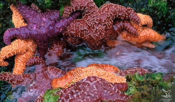 sea stars along the West Coast