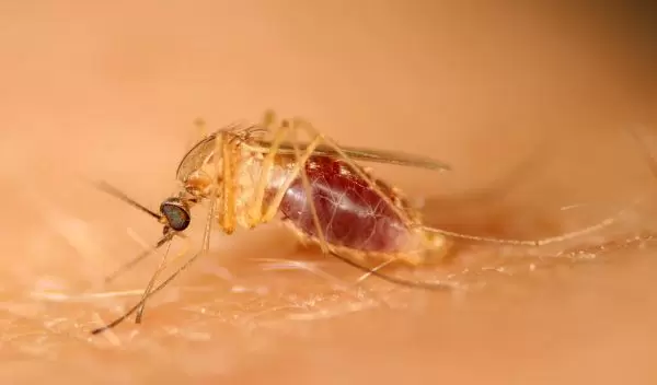 Photo of the Northern House mosquito.