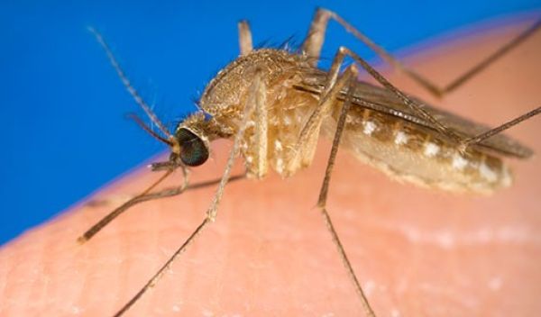 mosquito