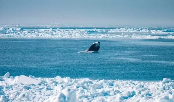 a bowhead whale breaches the waters surface