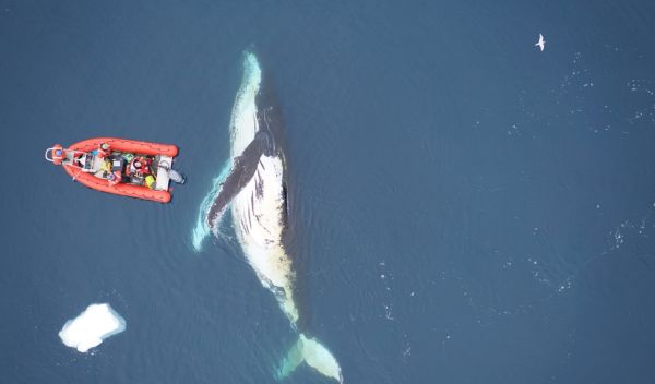 Researchers from Stanford University, UC Santa Cruz and Duke University investigate a humpback whale by boat and drone in the surface waters near the Western Antarctic Peninsula.