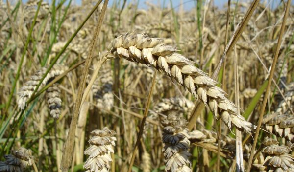 close-up of wheat