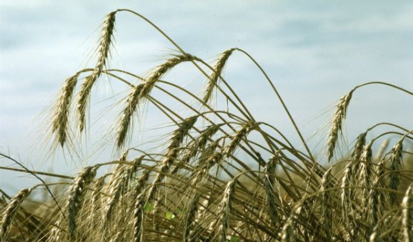 close-up of wheat