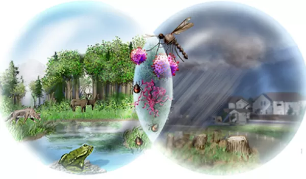 infectious disease transmission