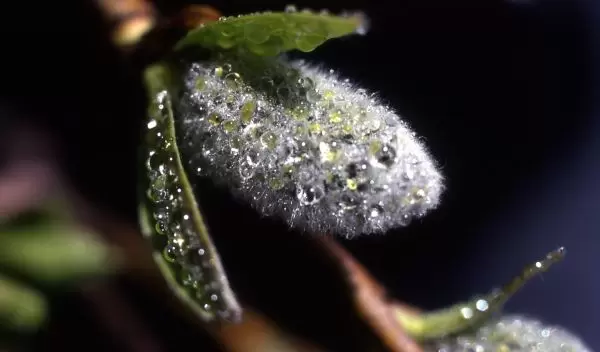 Willow catkin with dew in Yellowstone.