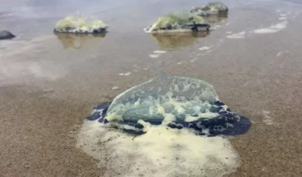 Velella velella, also called