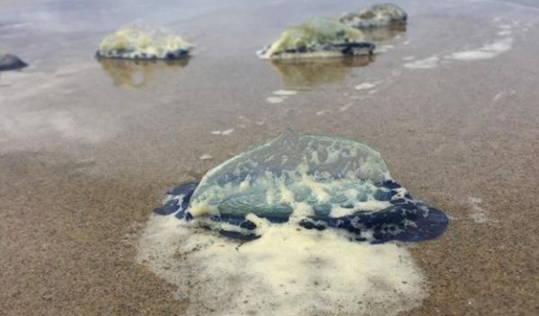 Velella velella, also called