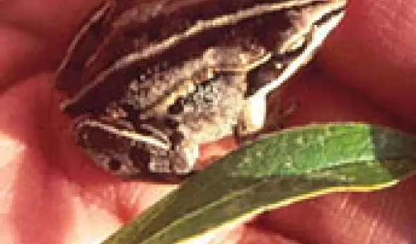 Wood frog