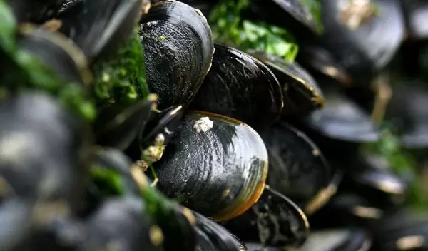 mussels
