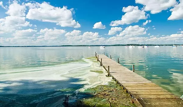 Algae cover the surface of Wisconsin's Lake Mendota, likely from fertilizer flowing downstream.