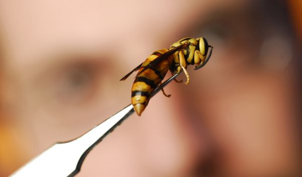 Photo shows Michael Goodisman using forceps to hold a yellow jacket.