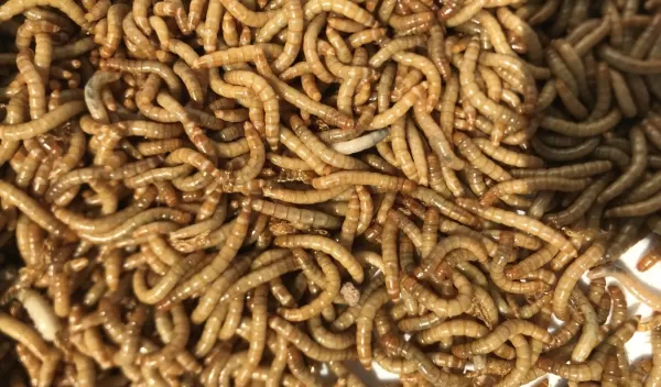 yellow mealworm species Tenebrio molitor
