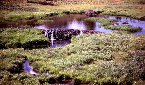 An old beaver dam along a stream in Yellowstone National Park.