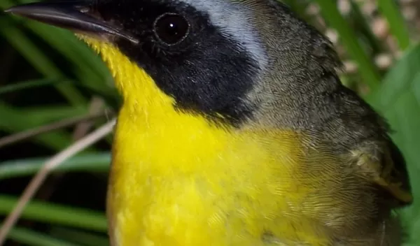a male yellowthroat