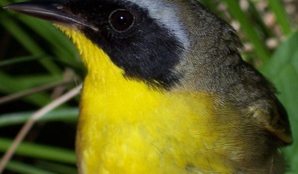 a male yellowthroat