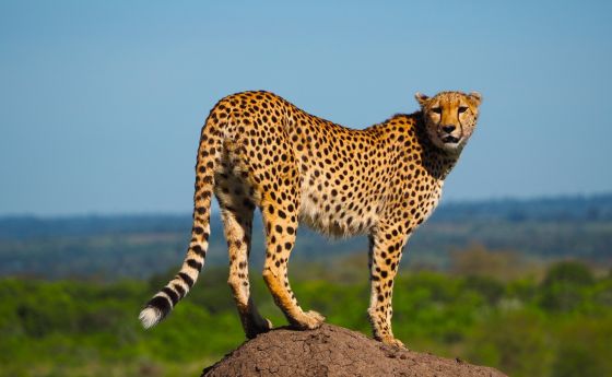 cheetah standing in the desert