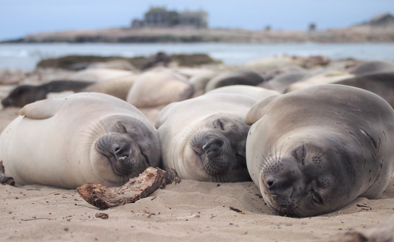 elephant seals laying down