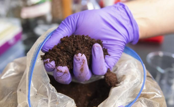 Biology has already been harvesting and harnessing the power of rare earths for millennia, especially in a class of bacteria called "methylotrophs."