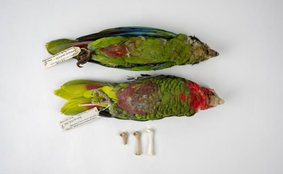 Scientists have pieced together the long history of two parrots, Cuban and Hispaniolan parrots.