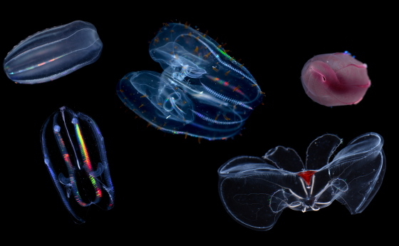 A collage of five comb jelly species